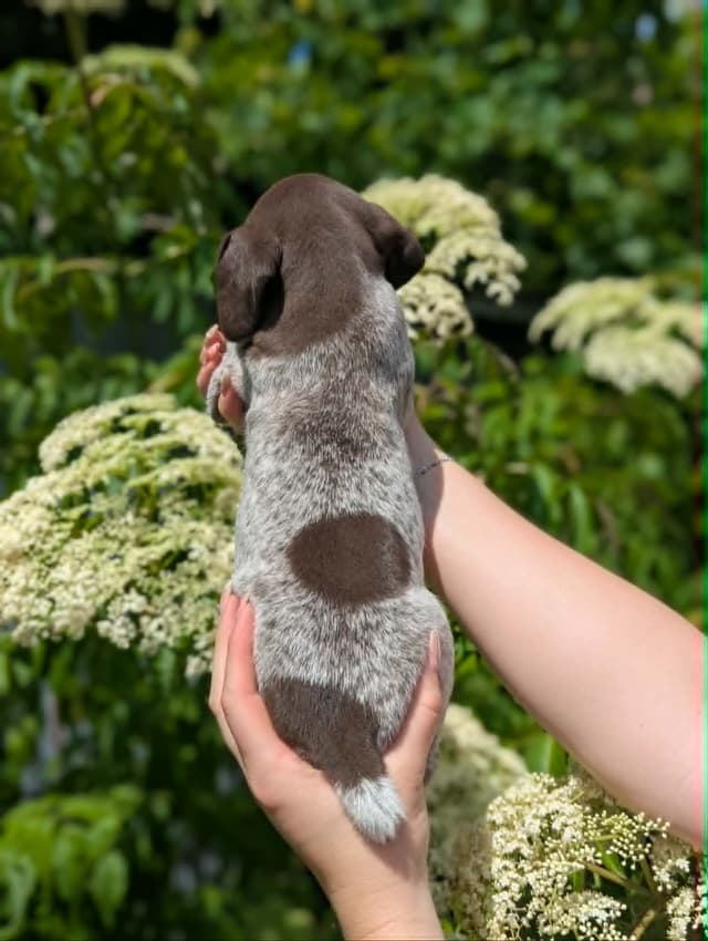 German Shorthaired Pointer Puppies media 2