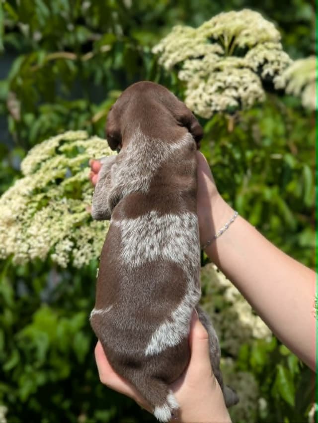 German Shorthaired Pointer Puppies media 3