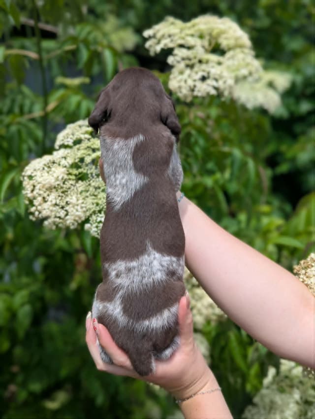 German Shorthaired Pointer Puppies media 4
