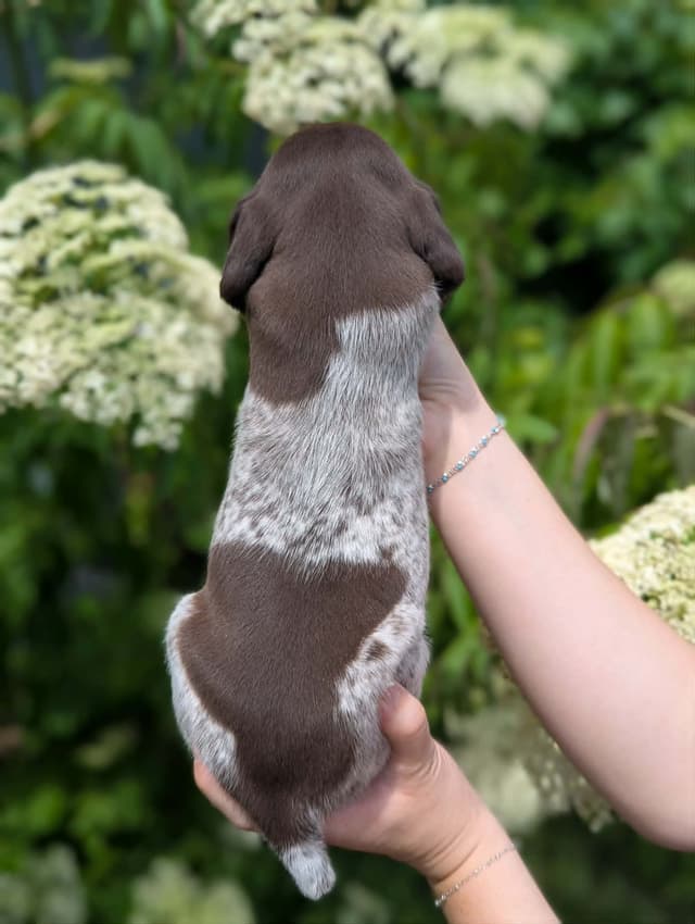 German Shorthaired Pointer Puppies media 5