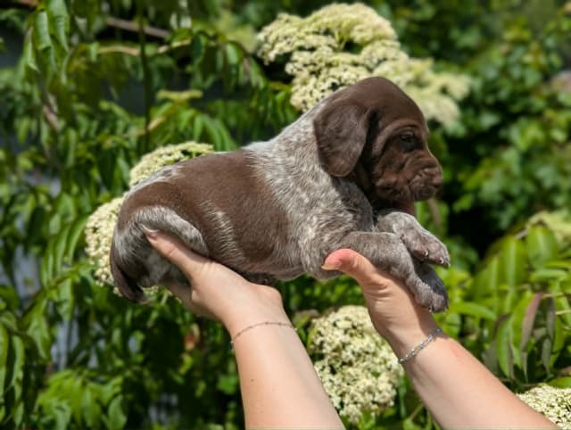 German Shorthaired Pointer Puppies media 6