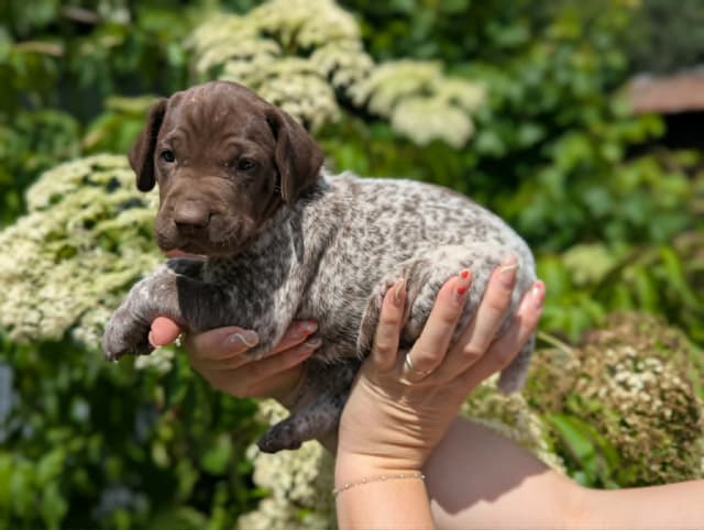 German Shorthaired Pointer Puppies media 7