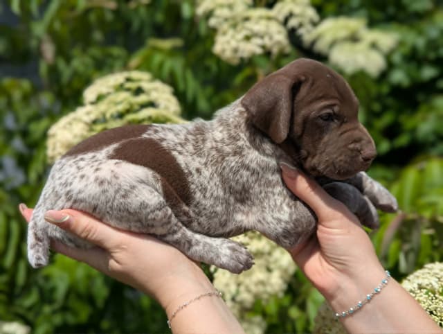 German Shorthaired Pointer Puppies media 8