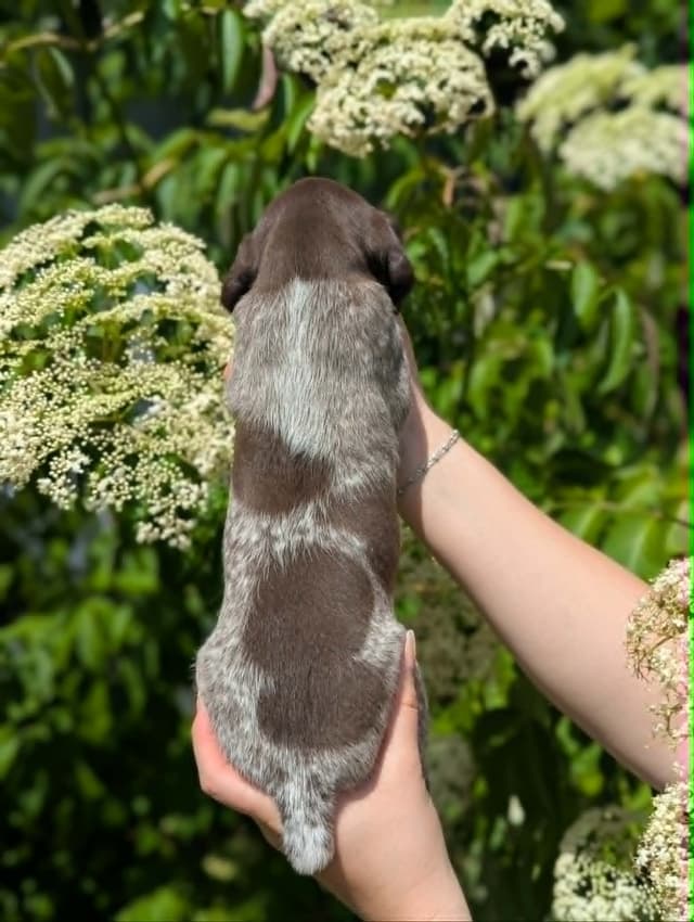 German Shorthaired Pointer Puppies media 9