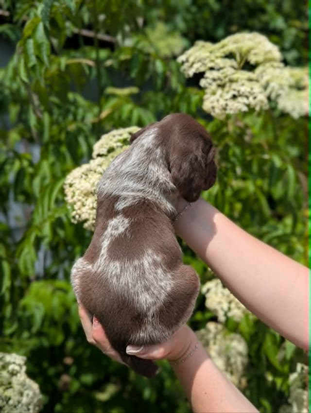 German Shorthaired Pointer Puppies media 10