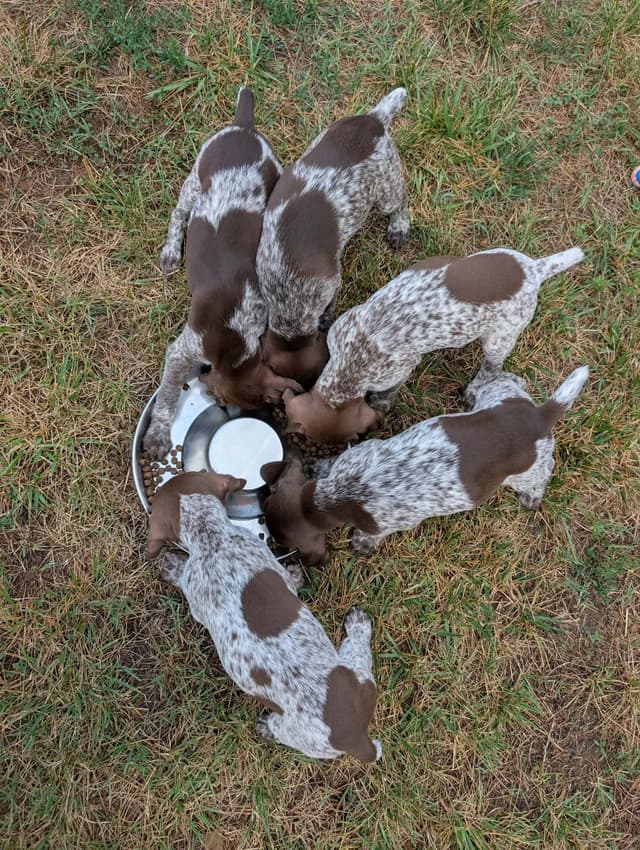 German Shorthaired Pointer Puppies media 11