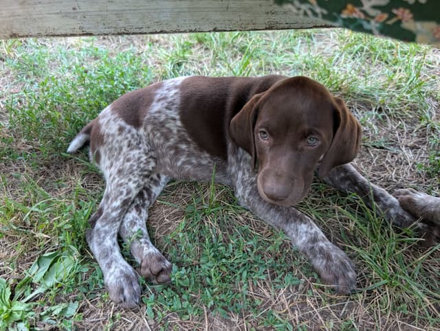 German Shorthaired Pointer Puppies media 12