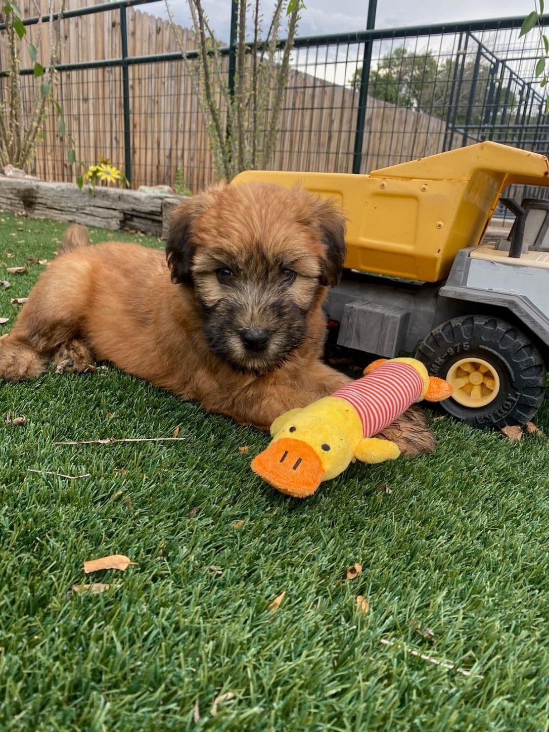 Soft Coated Wheaten Terrier Puppies breeder image 3