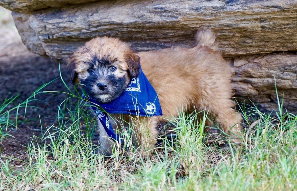 Soft Coated Wheaten Terrier Puppies breeder image 4