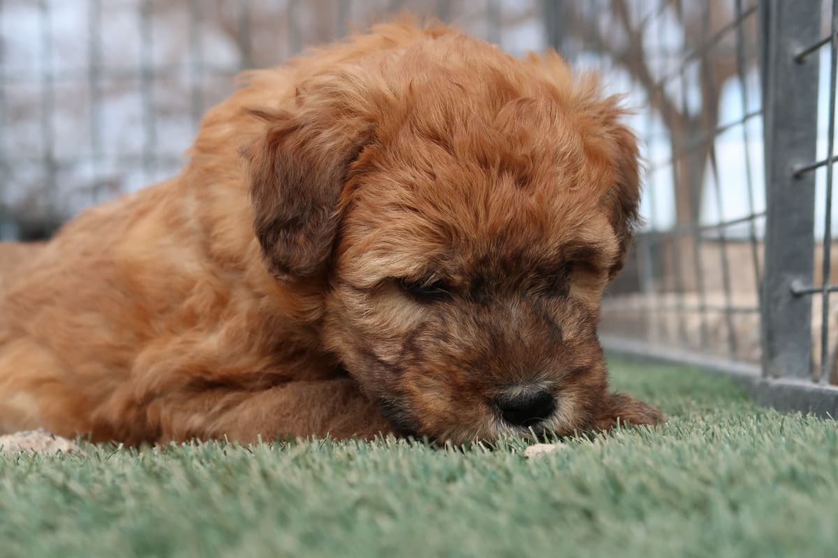 Soft Coated Wheaten Terrier Puppies breeder image 5