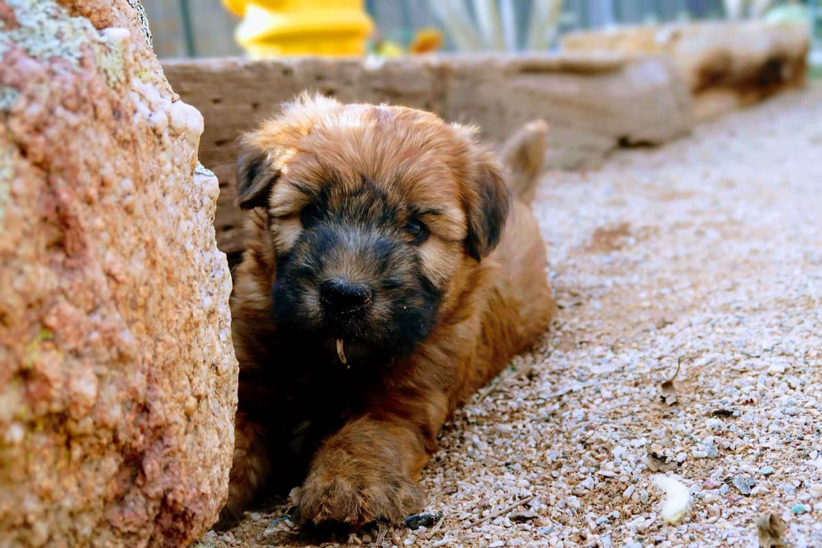 Soft Coated Wheaten Terrier Puppies breeder image 6