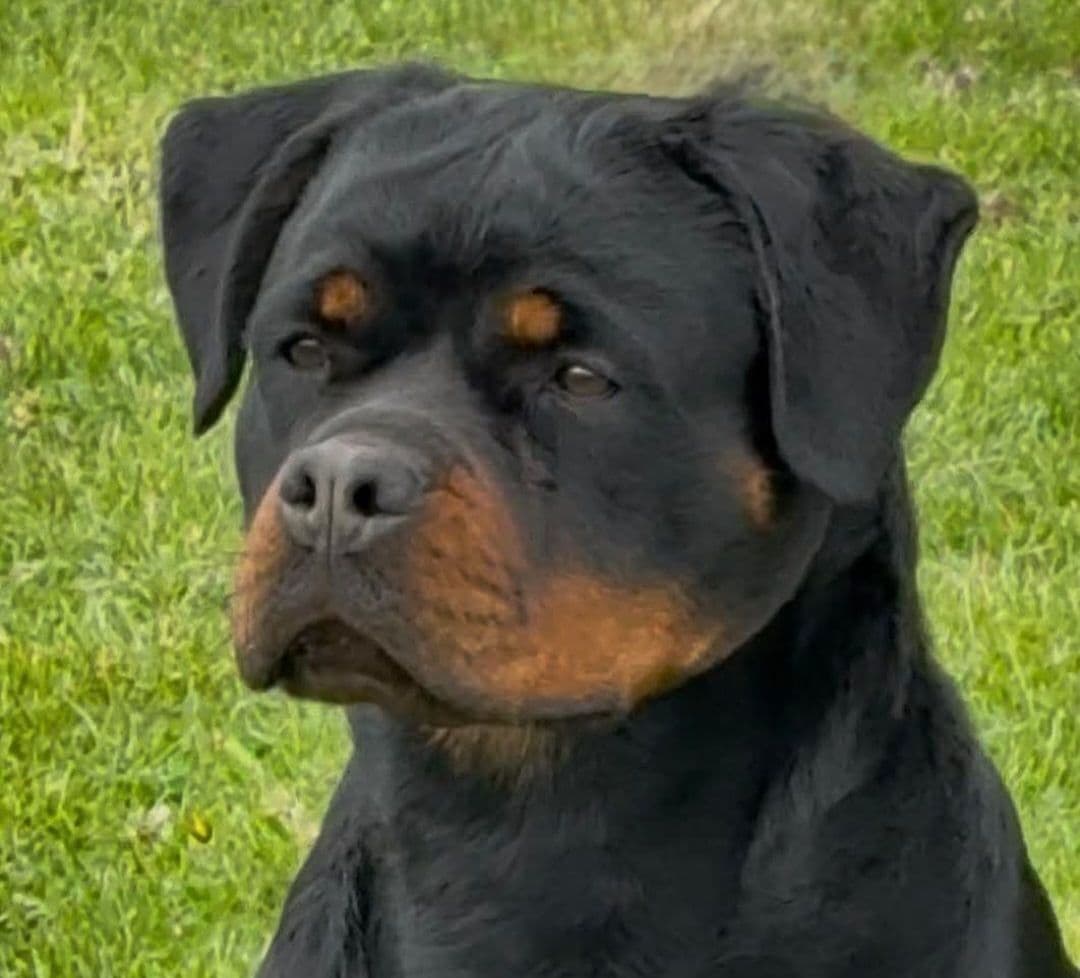 Rottweiler Puppies breeder image 1