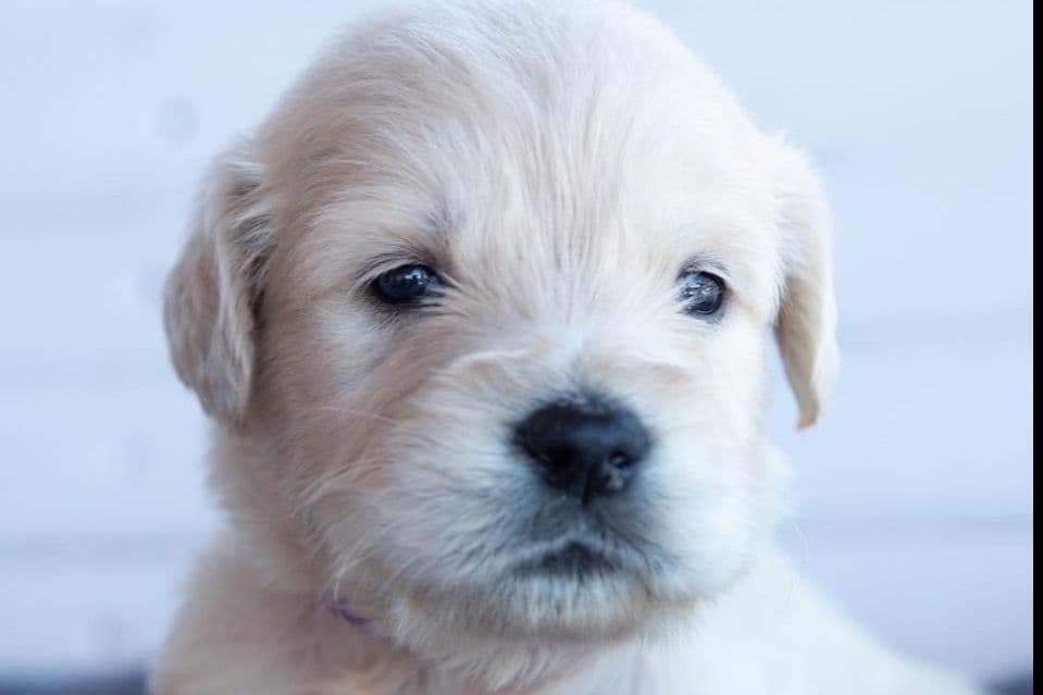 Golden Retriever Puppies- 2 girls left breeder image 1