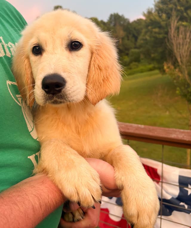 Golden Retriever Puppies- 2 girls left media 2