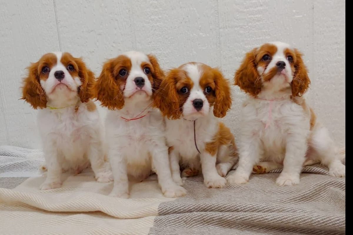 Cavalier King Charles Spaniel Puppies breeder image 1