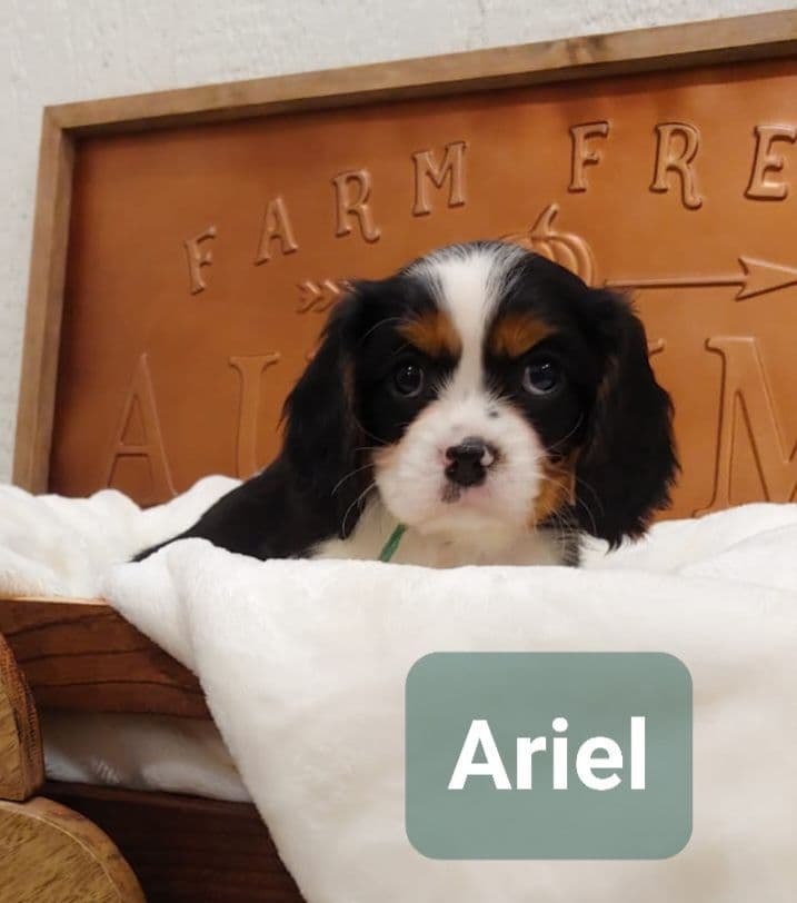 Cavalier King Charles Spaniel Puppies breeder image 3