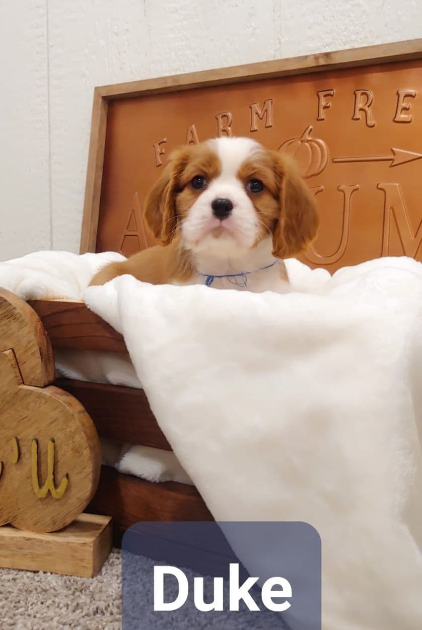 Cavalier King Charles Spaniel Puppies breeder image 4