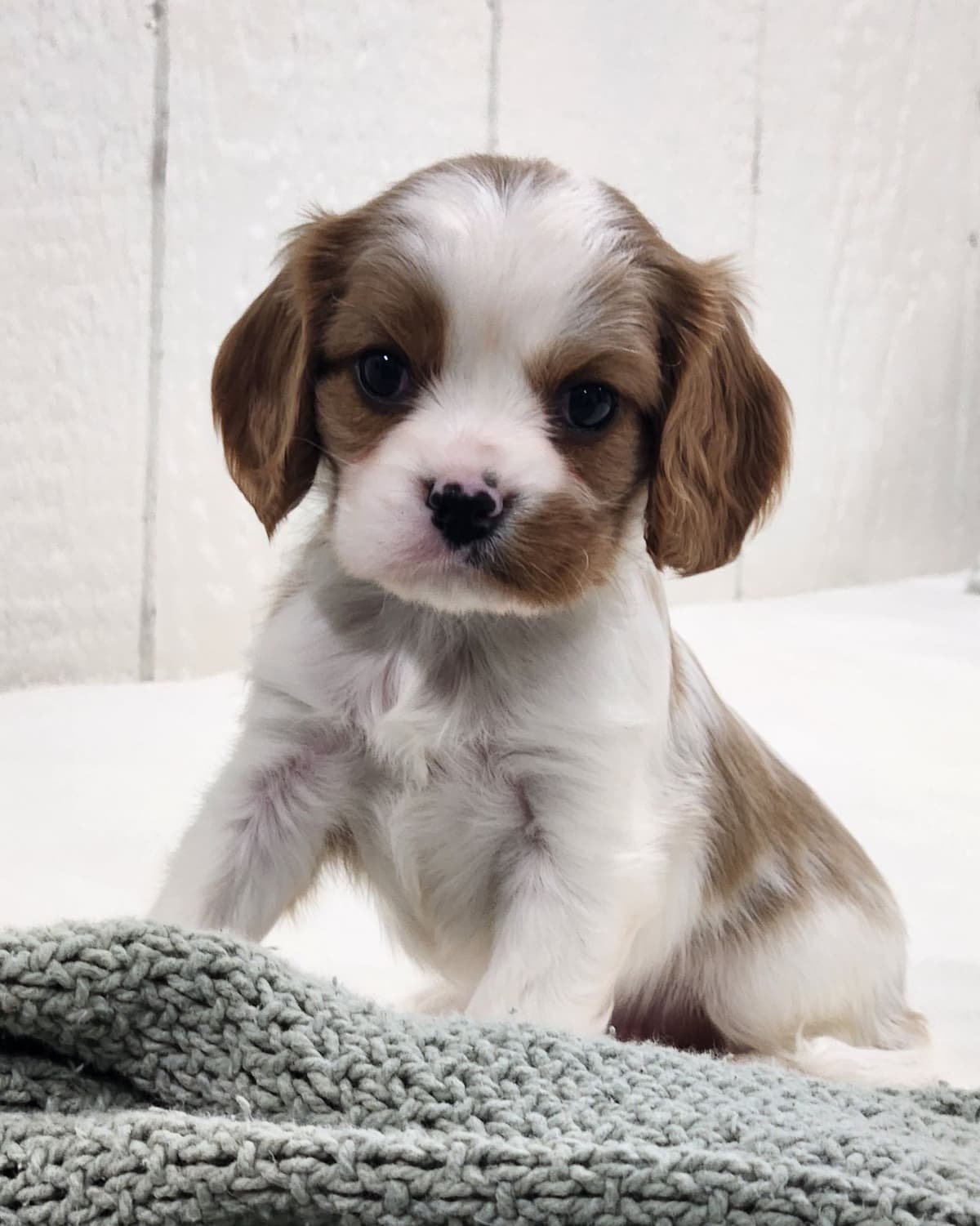 Cavalier King Charles Spaniel Puppies breeder image 6