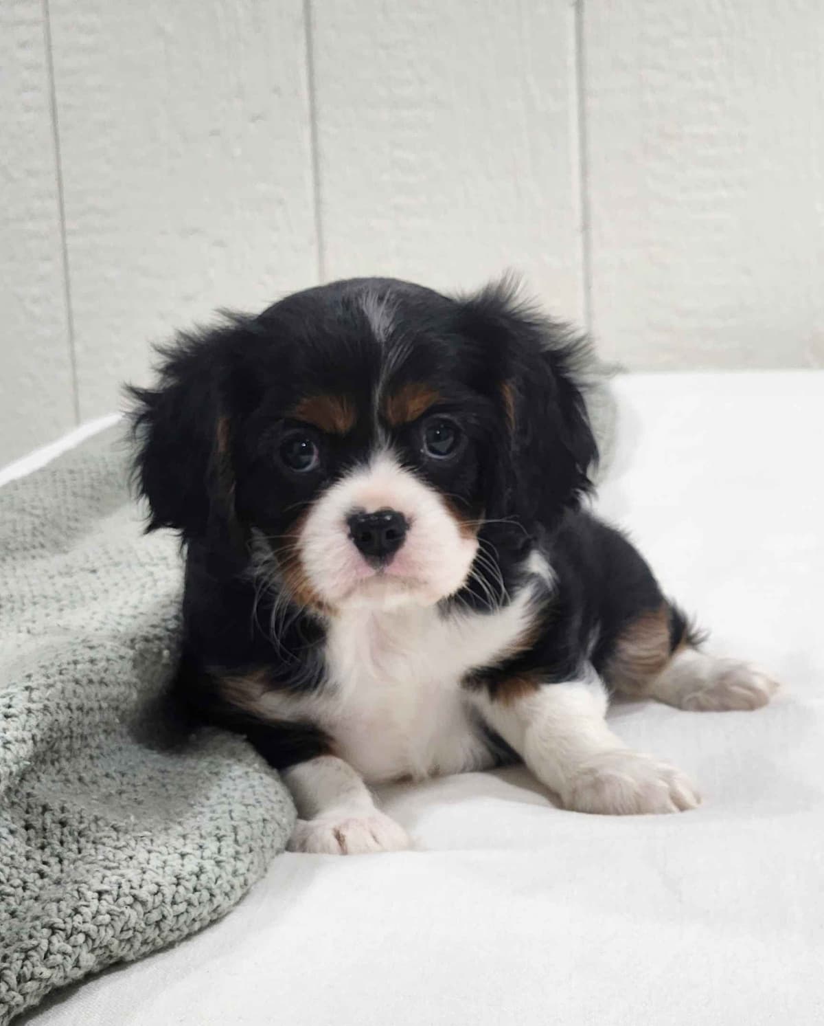 Cavalier King Charles Spaniel Puppies breeder image 7