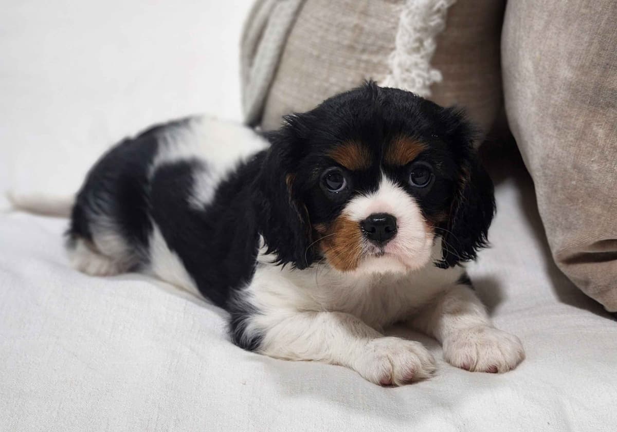 Cavalier King Charles Spaniel Puppies breeder image 8
