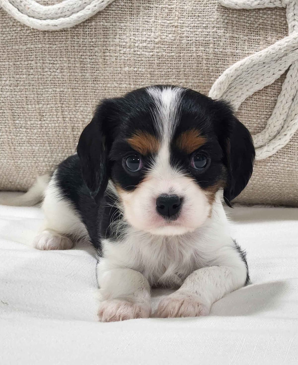 Cavalier King Charles Spaniel Puppies breeder image 9