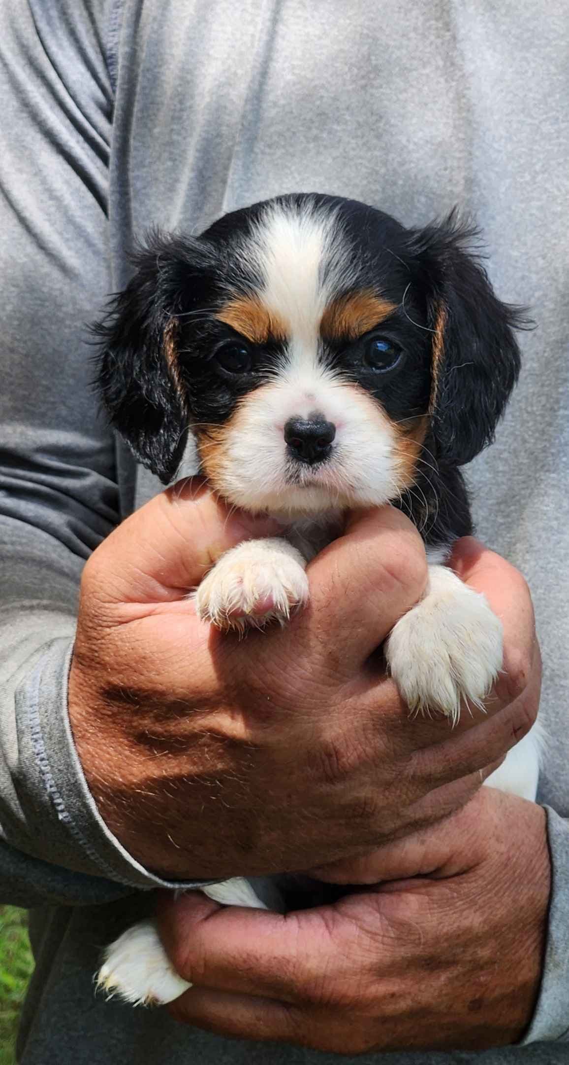 Cavalier King Charles Spaniel Puppies breeder image 10