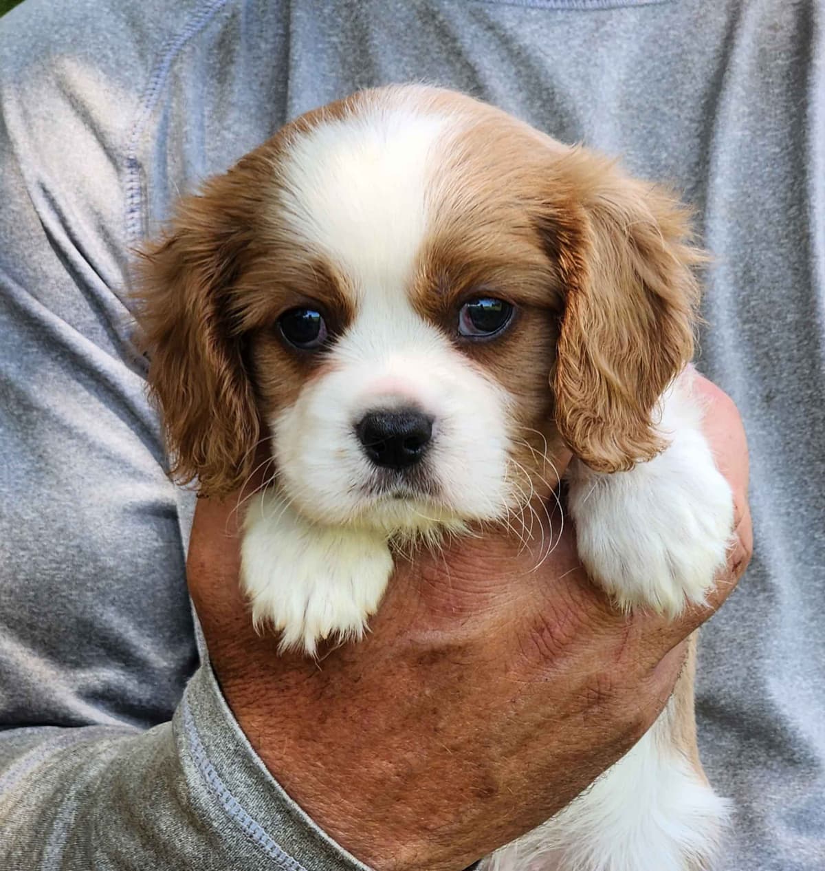 Cavalier King Charles Spaniel Puppies breeder image 11