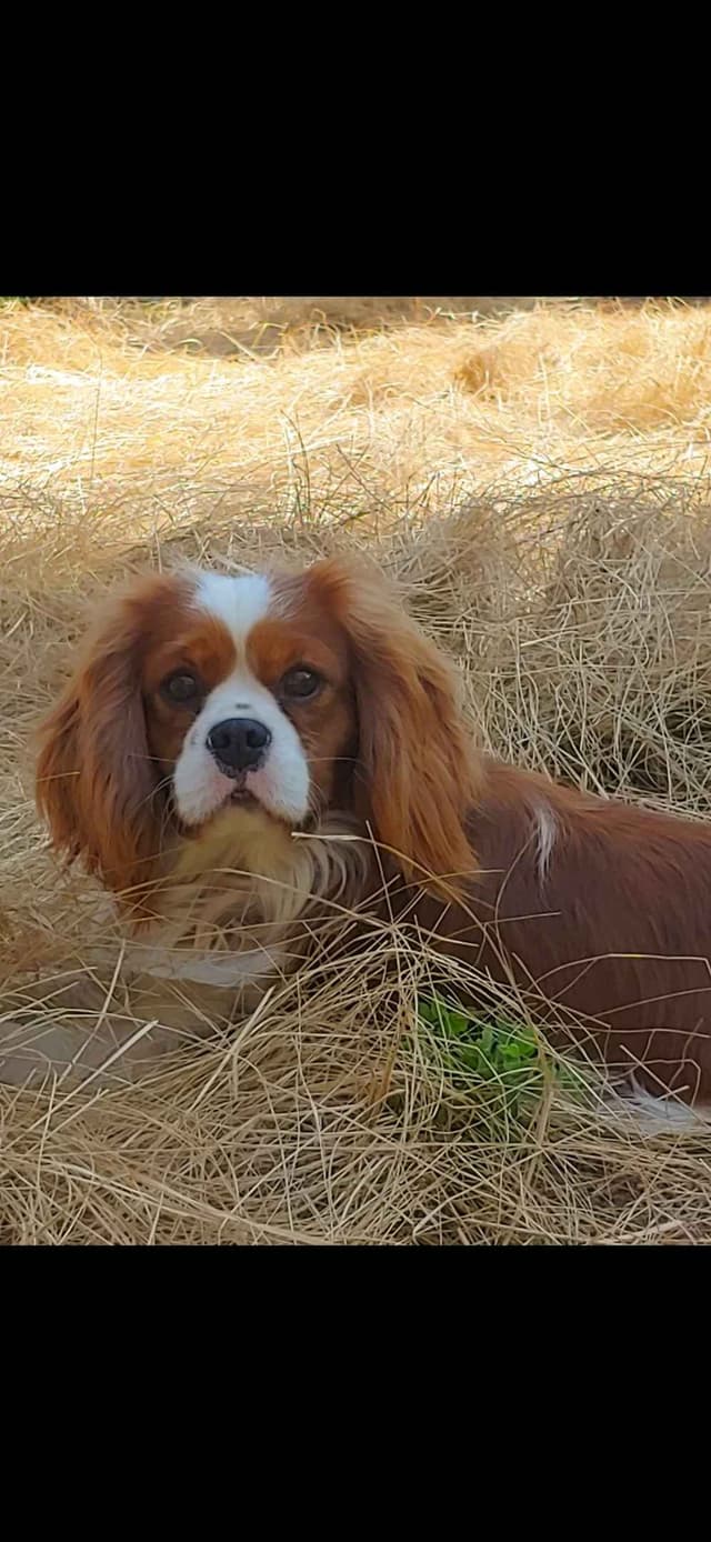 Cavalier King Charles Spaniel Puppies media 2