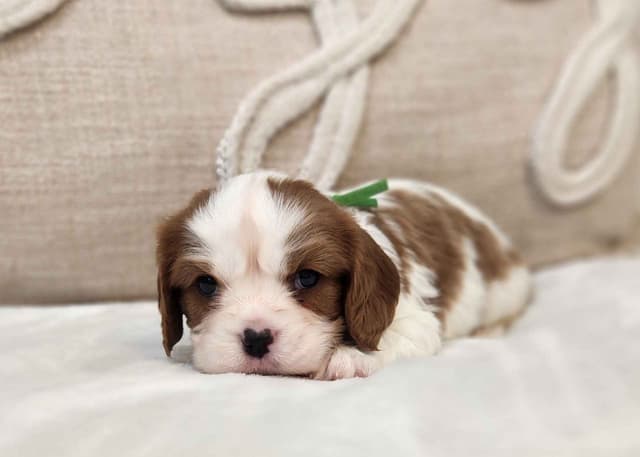 Cavalier King Charles Spaniel Puppies media 3