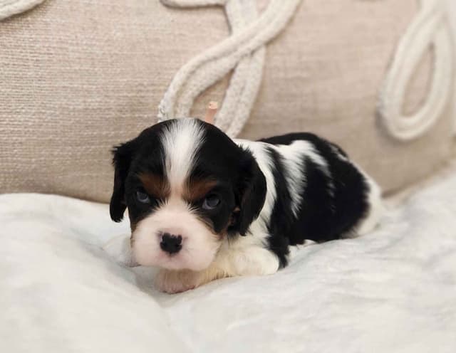 Cavalier King Charles Spaniel Puppies media 5