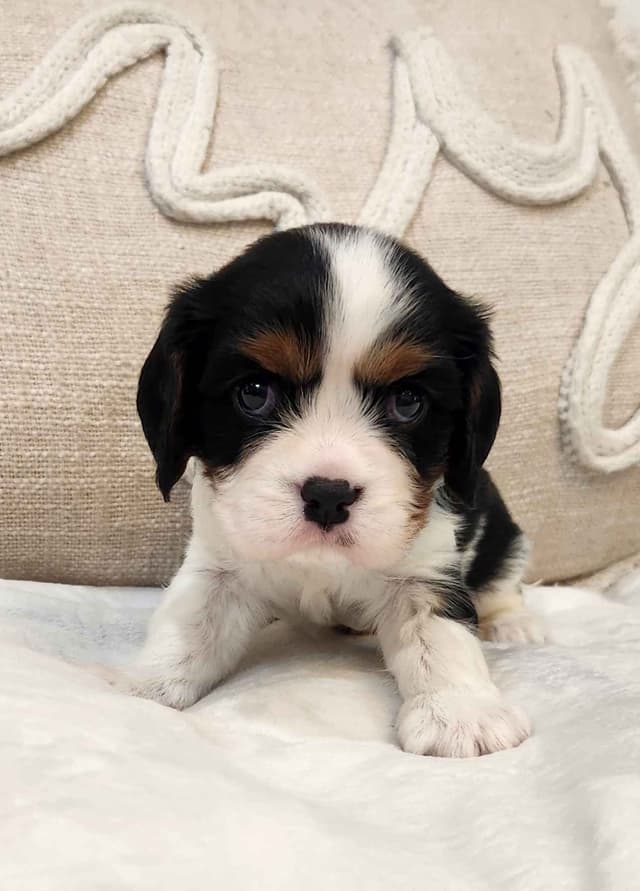 Cavalier King Charles Spaniel Puppies media 13