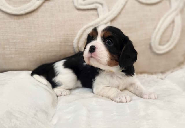Cavalier King Charles Spaniel Puppies media 6