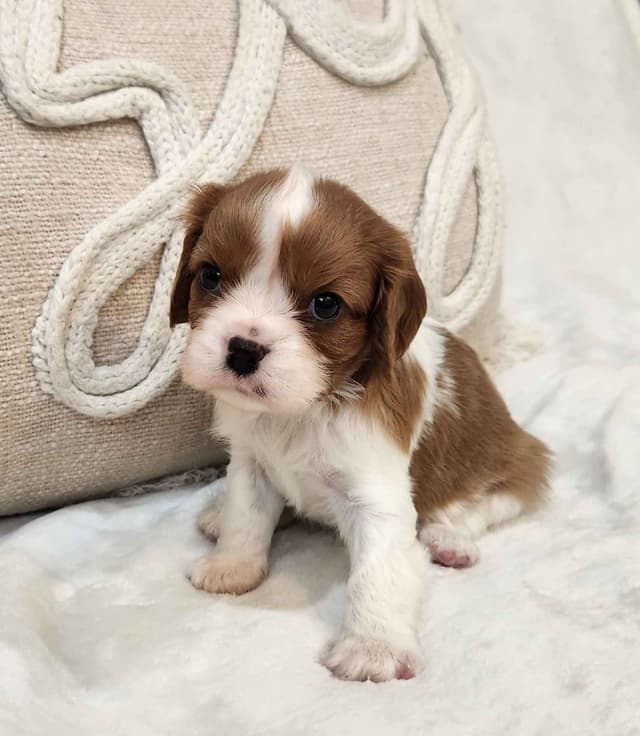 Cavalier King Charles Spaniel Puppies media 4
