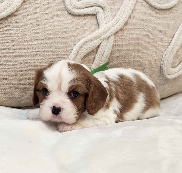 Cavalier King Charles Spaniel Puppies media 12