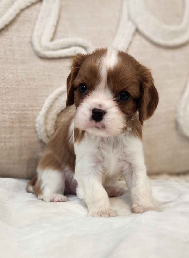 Cavalier King Charles Spaniel Puppies media 9