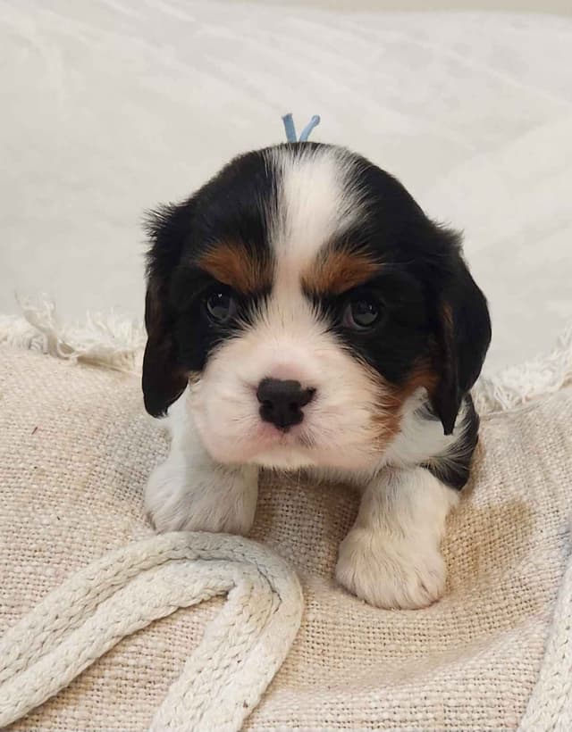 Cavalier King Charles Spaniel Puppies media 8