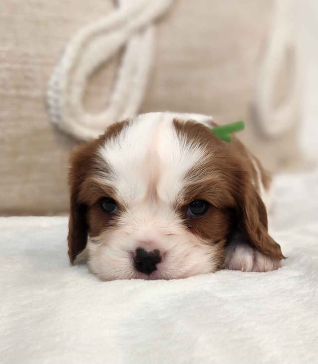 Cavalier King Charles Spaniel Puppies media 11