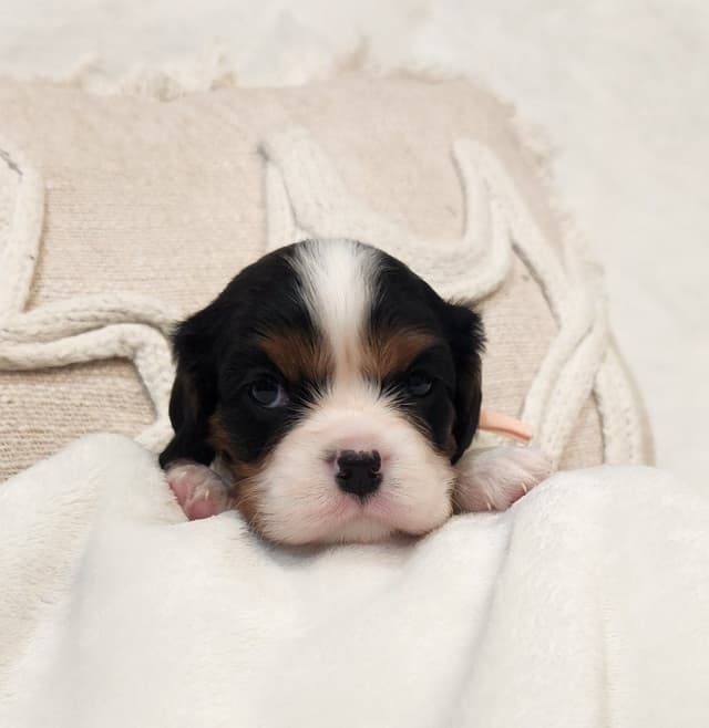 Cavalier King Charles Spaniel Puppies media 7