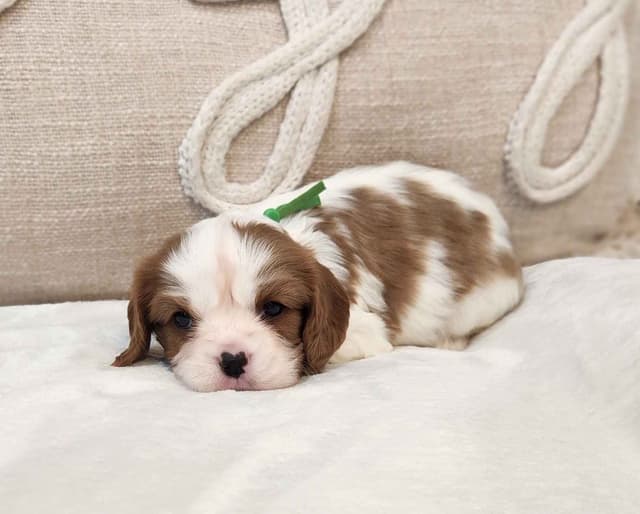 Cavalier King Charles Spaniel Puppies media 10