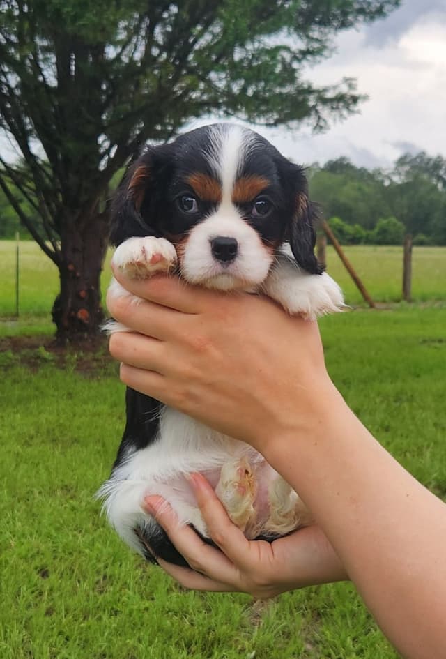 Cavalier King Charles Spaniel Puppies media 15