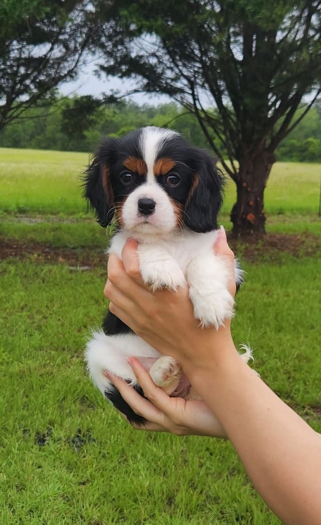 Cavalier King Charles Spaniel Puppies media 17