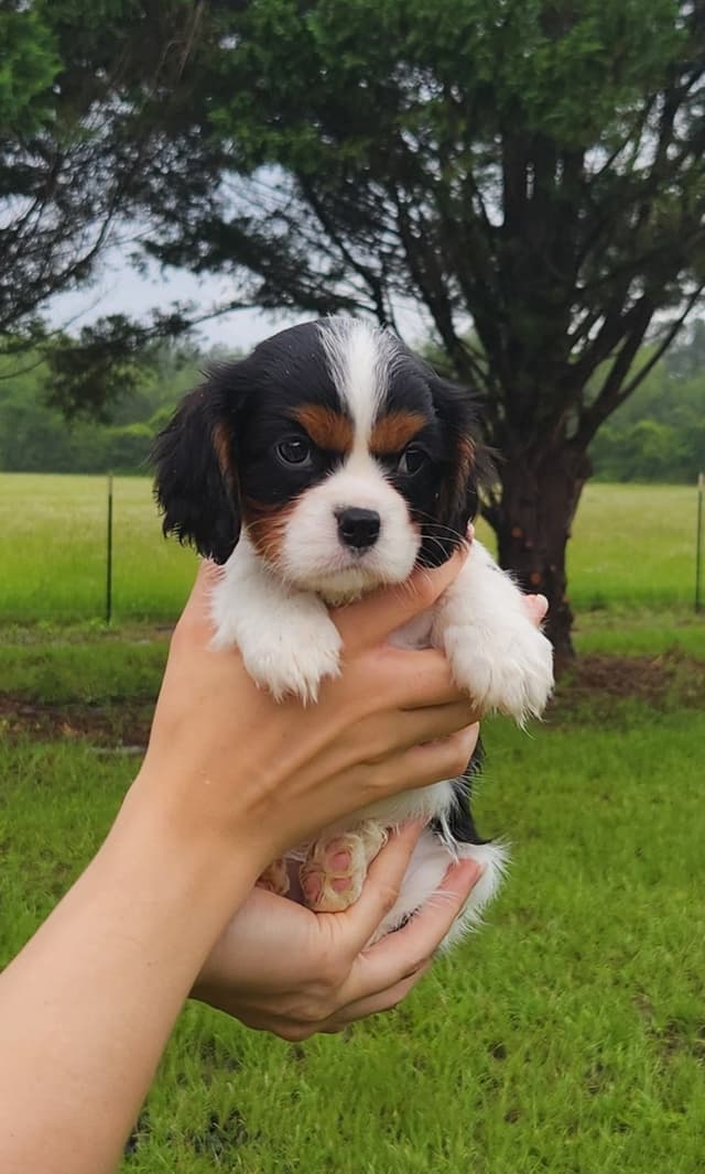 Cavalier King Charles Spaniel Puppies media 18