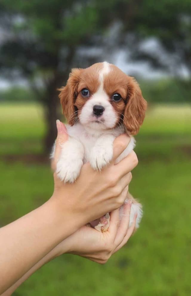 Cavalier King Charles Spaniel Puppies media 19