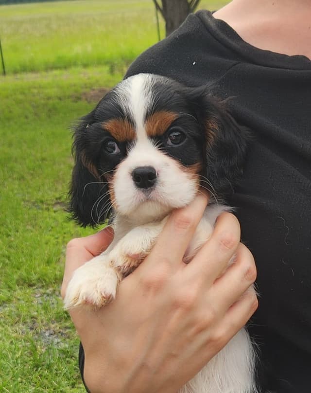 Cavalier King Charles Spaniel Puppies media 20