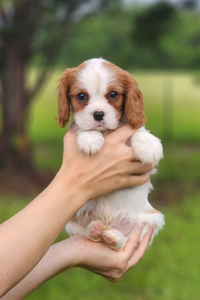 Cavalier King Charles Spaniel Puppies media 21