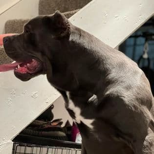 Absolutely perfect Cane Corso Puppies breeder image 1