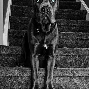 Absolutely perfect Cane Corso Puppies breeder image 3