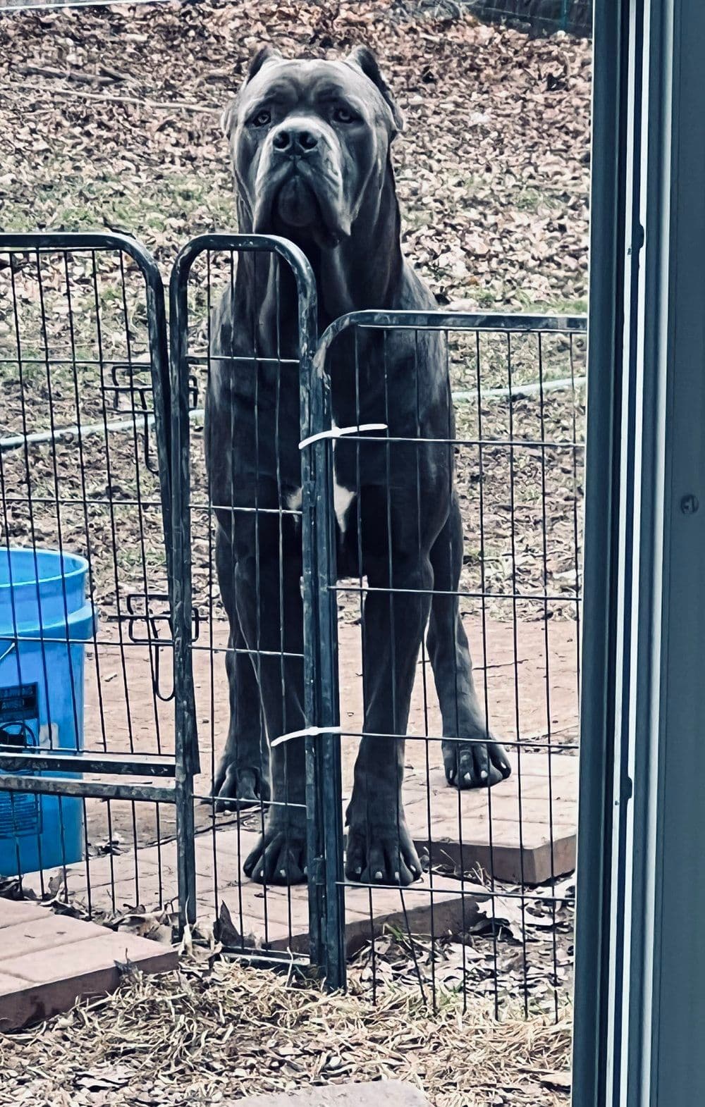 Absolutely perfect Cane Corso Puppies breeder image 4