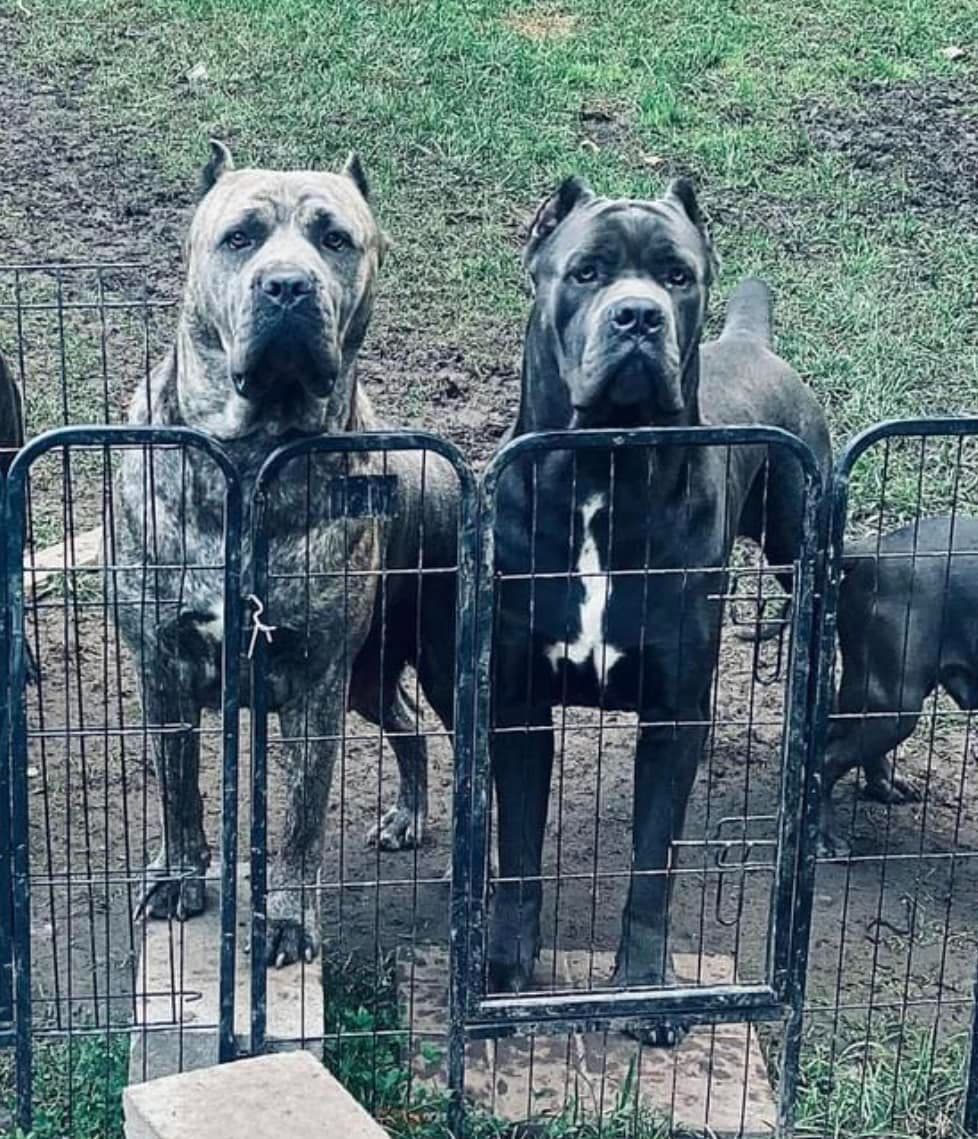 Absolutely perfect Cane Corso Puppies breeder image 5