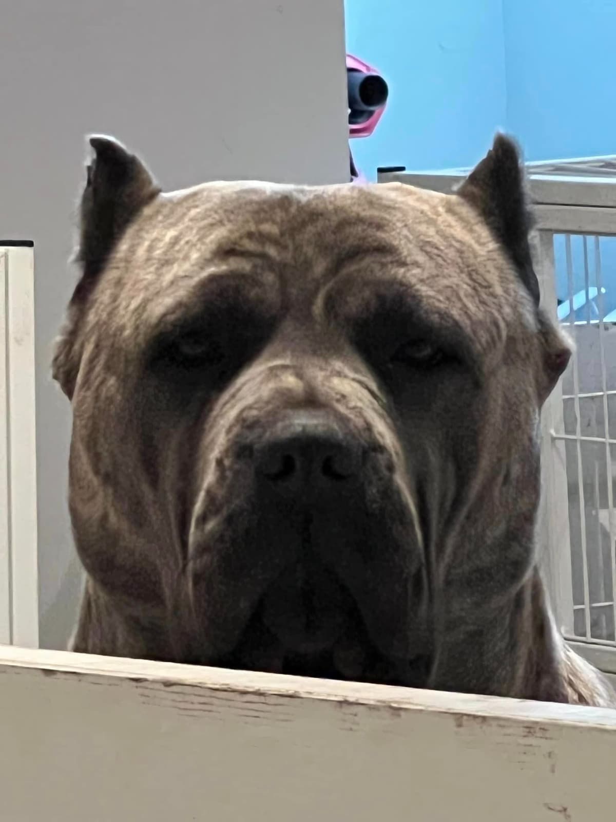 Absolutely perfect Cane Corso Puppies breeder image 6